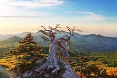 Parco del Pollino Pino Loricato